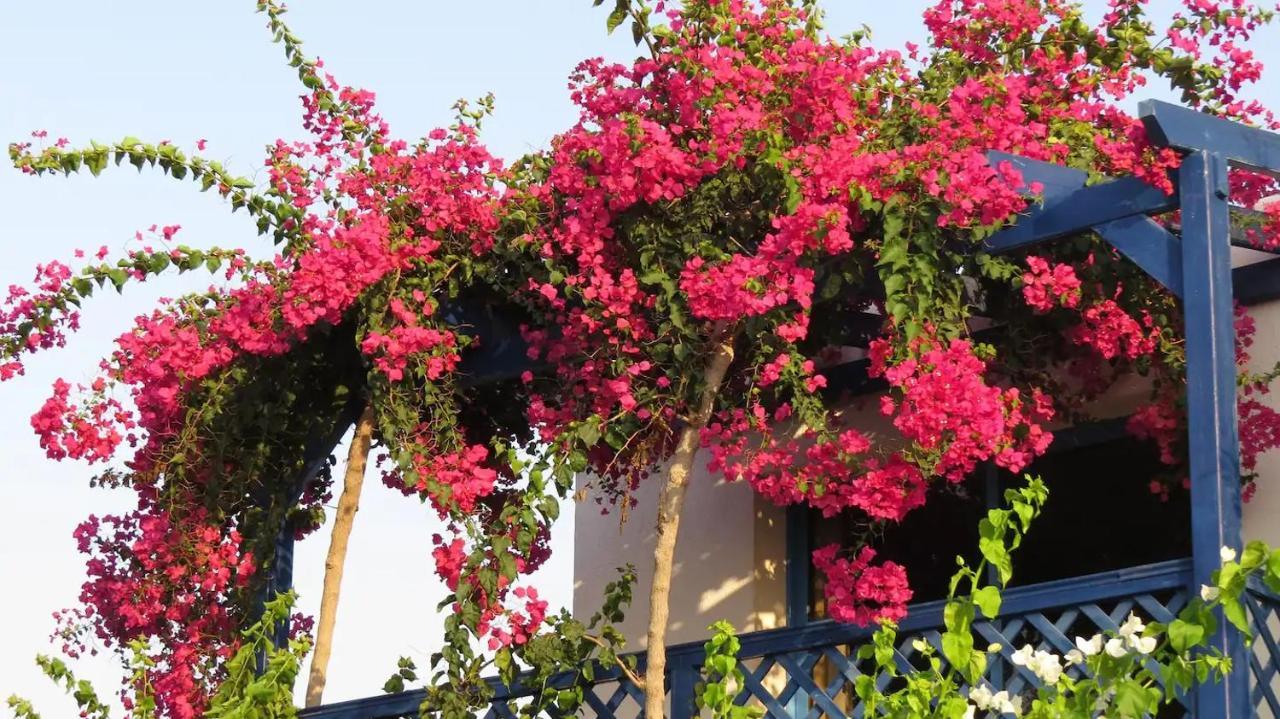 Banana Sunset Villas Paphos Eksteriør bilde